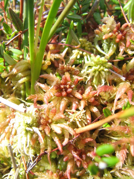 Sphagnum magellanicum